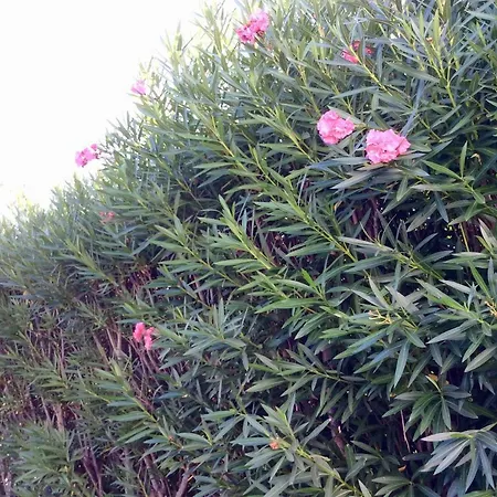 Le Palme * Rosa Marina