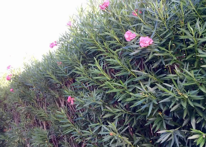 Le Palme * רוזה מרינה